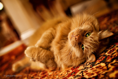 OM...MAINE COON MEDITATING