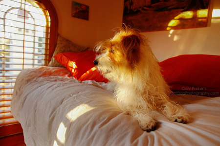 CALLIE DRYING IN THE SUNBEAMS...