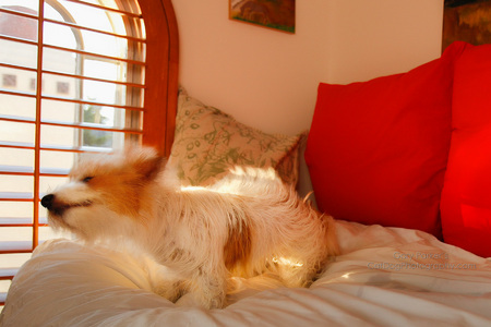 AFTER HER BATH, CALLIE WAS TOSSED ONTO A DAY BED THAT DOUBLES AS A DRYING BED...